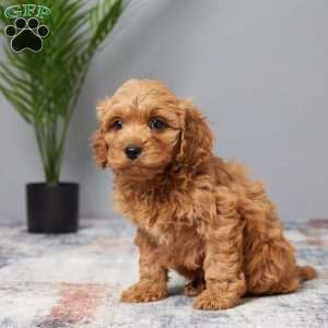 Tanner, Cavapoo Puppy